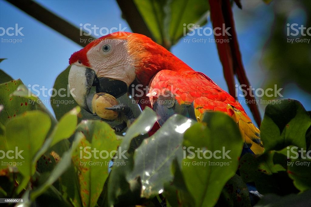 Detail Burung Scarlet Macaw Nomer 29
