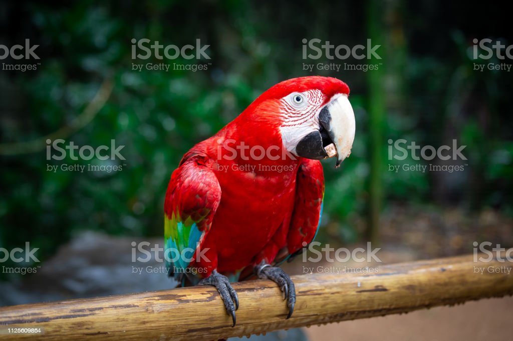 Detail Burung Scarlet Macaw Nomer 30
