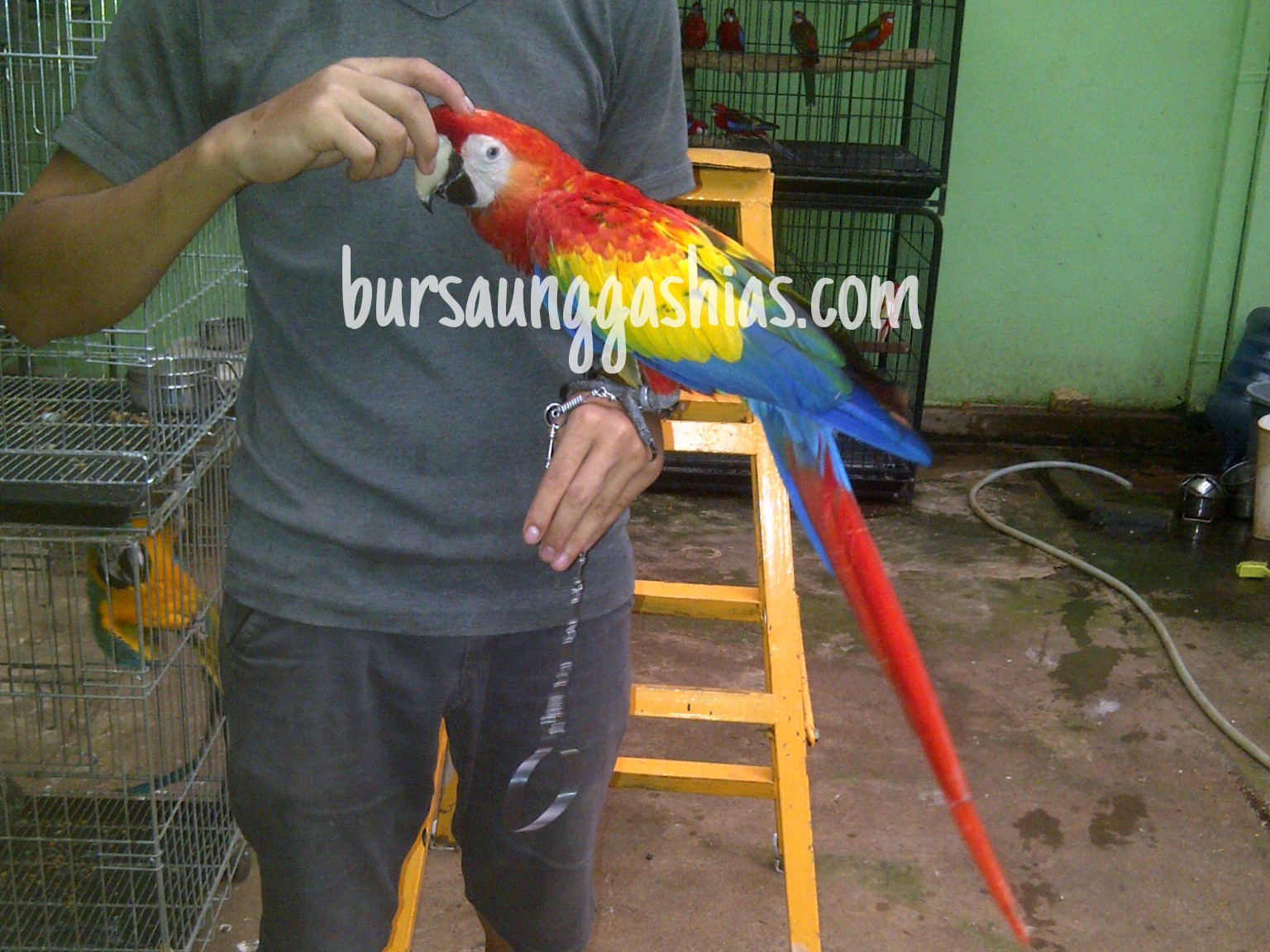 Detail Burung Scarlet Macaw Nomer 34