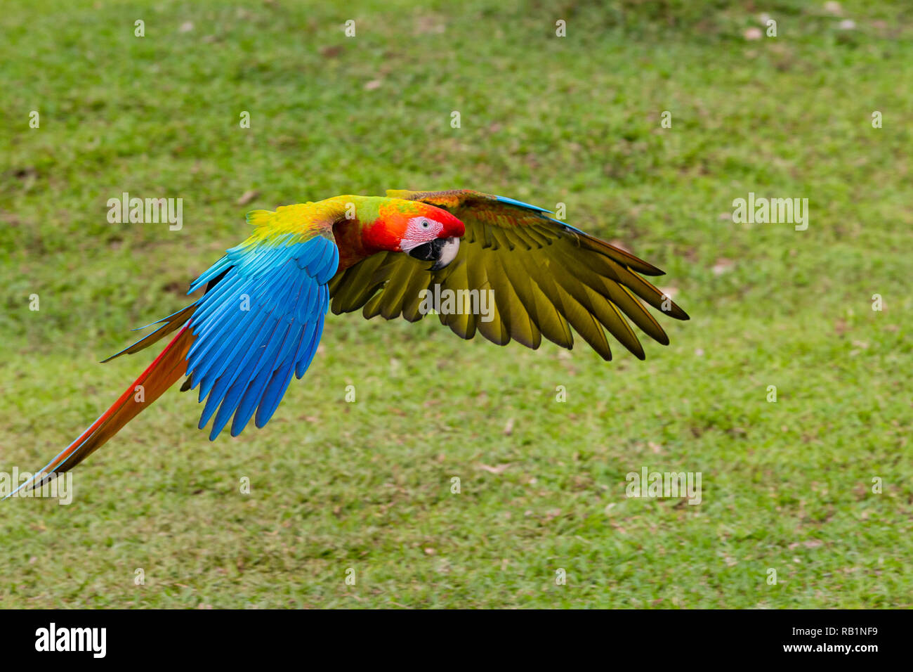 Detail Burung Scarlet Macaw Nomer 35