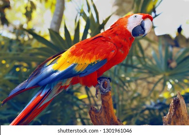 Detail Burung Scarlet Macaw Nomer 43