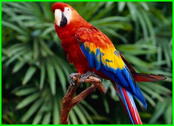 Detail Burung Scarlet Macaw Nomer 5