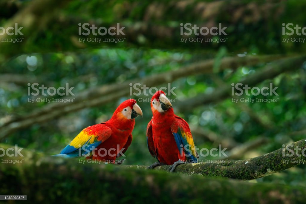 Detail Burung Scarlet Macaw Nomer 46