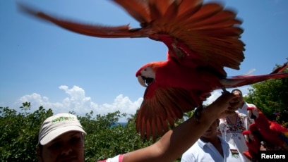 Detail Burung Scarlet Macaw Nomer 47