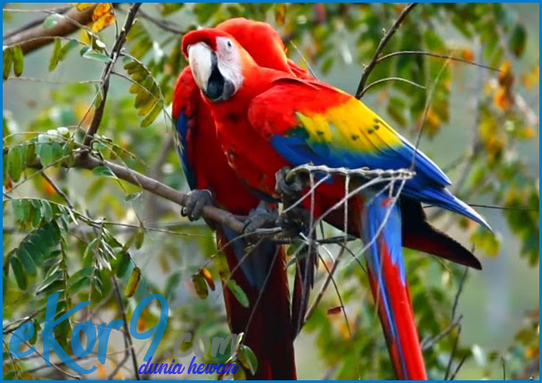 Detail Burung Scarlet Macaw Nomer 6