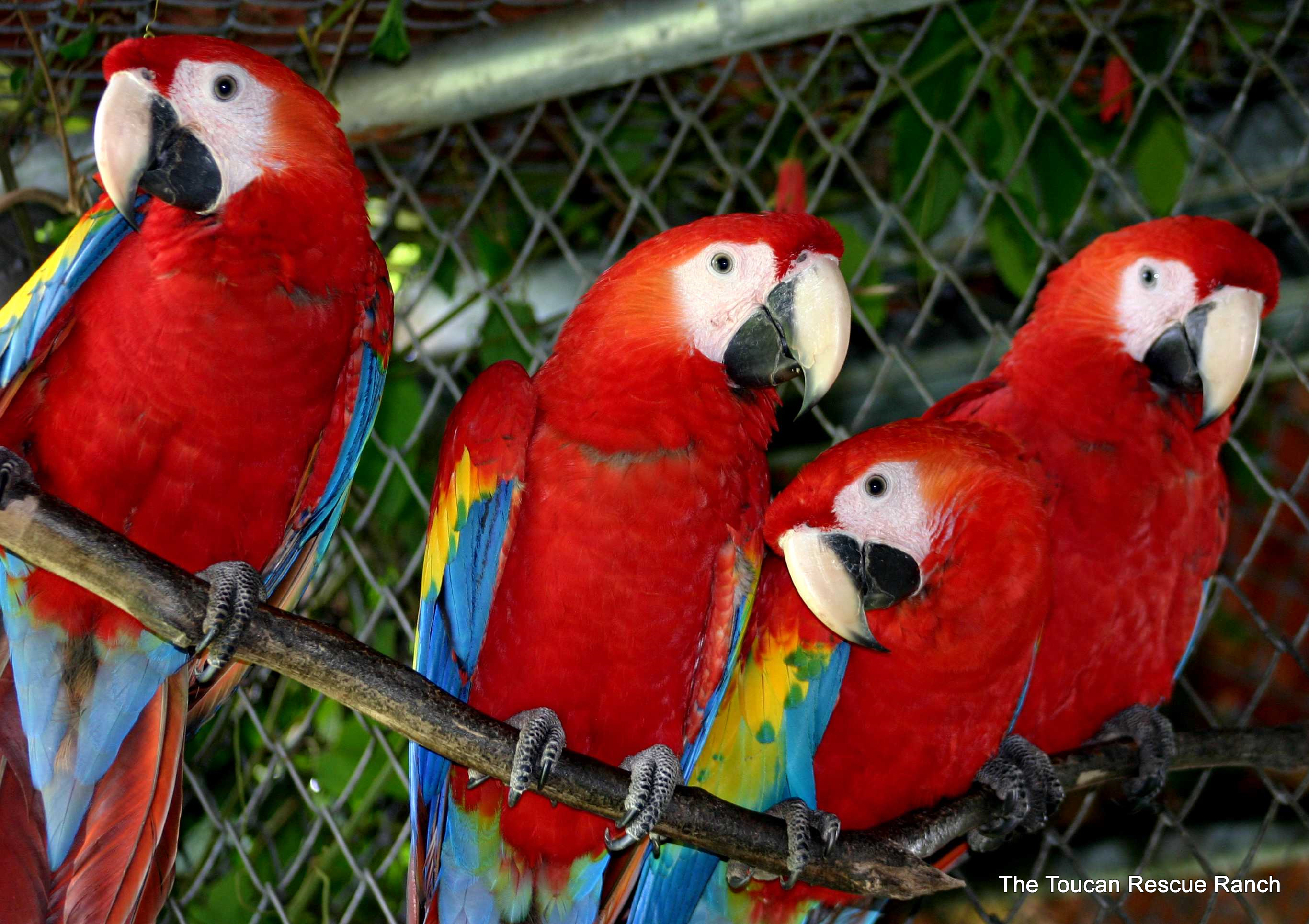 Detail Burung Scarlet Macaw Nomer 8
