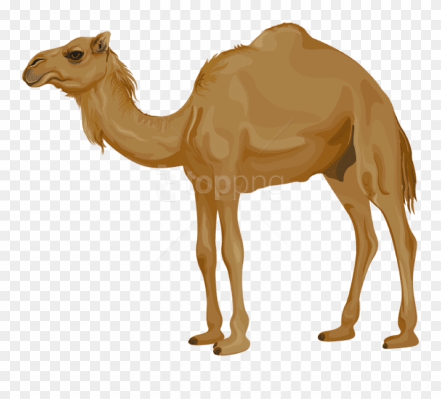 Detail Camel Transparent Nomer 36