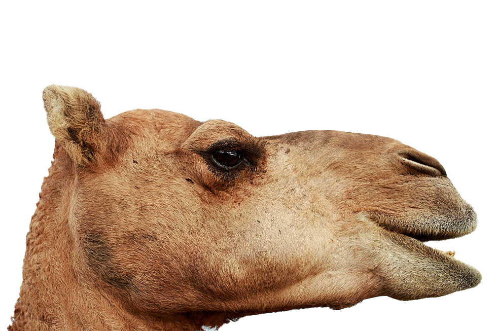 Detail Camel Transparent Nomer 39