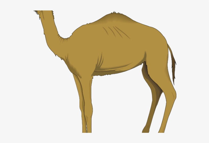 Detail Camel Transparent Nomer 44