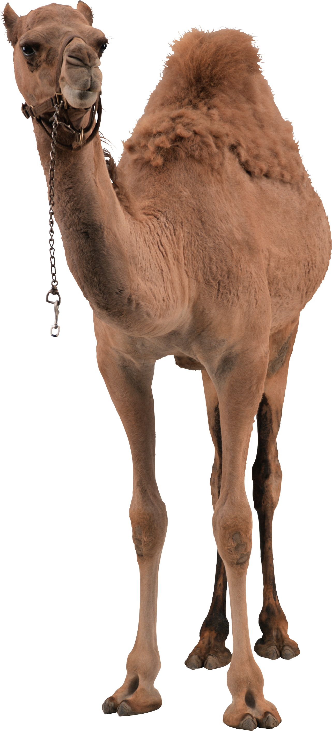 Detail Camel Transparent Nomer 6