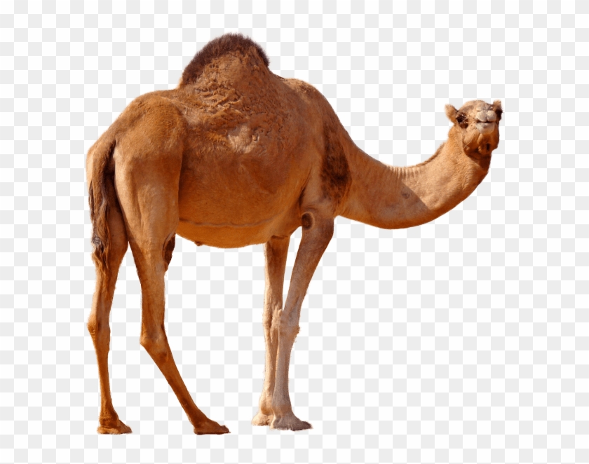 Detail Camel Transparent Nomer 7