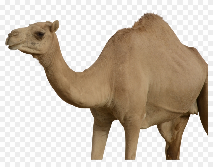 Detail Camel Transparent Nomer 8