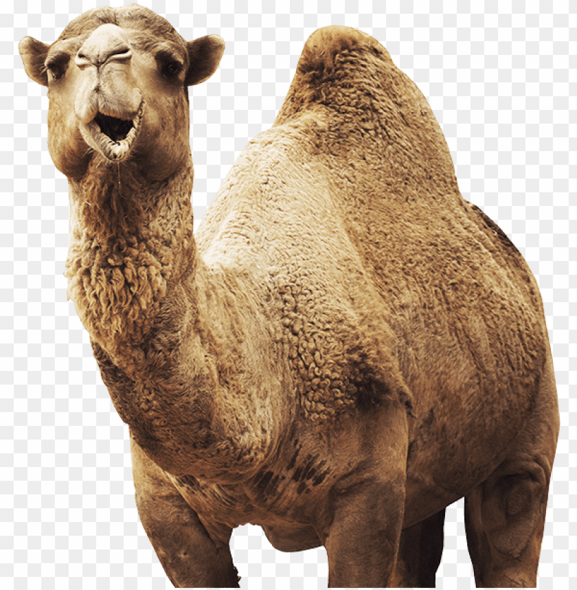 Detail Camel Transparent Nomer 9