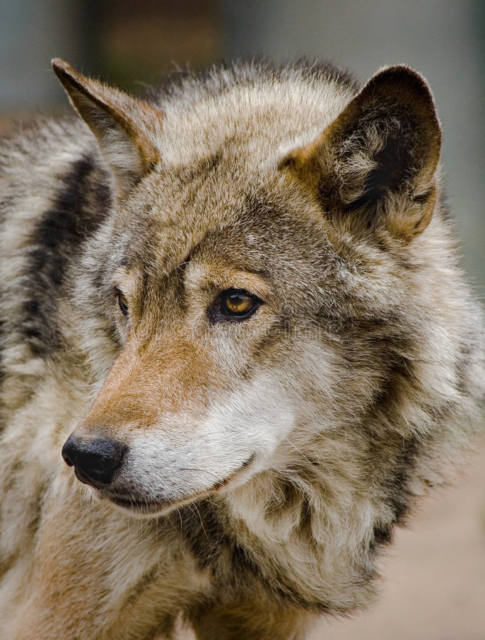 Detail Copyright Free Wolf Images Nomer 13