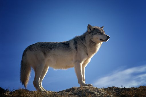 Detail Copyright Free Wolf Images Nomer 10