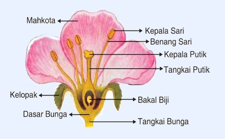 Gambar Bunga Beserta Nama Bagian Dan Fungsinya - KibrisPDR