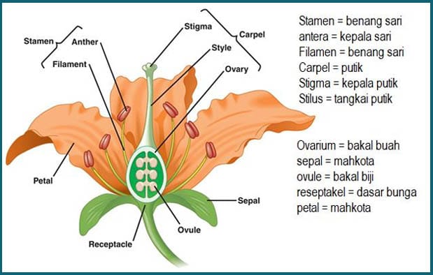 Detail Gambar Bunga Beserta Nama Bagian Dan Fungsinya Nomer 10
