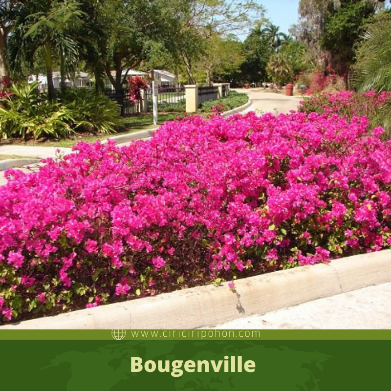 Detail Gambar Bunga Bougenville Pink Nomer 32