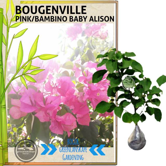 Detail Gambar Bunga Bougenville Pink Nomer 49