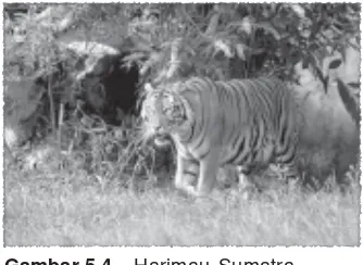 Detail Gambar Kucing Bercermin Jadi Harimau Nomer 46