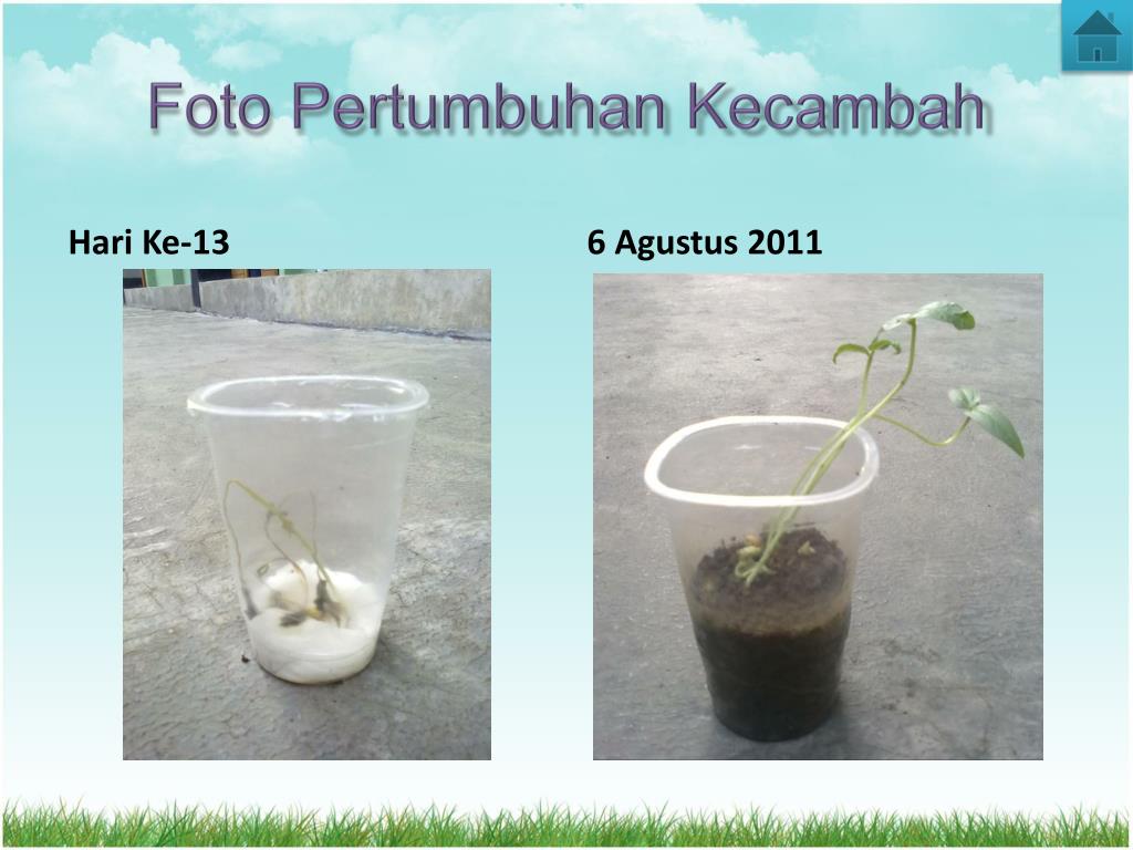 Detail Gambar Pertumbuhan Tanaman Kacang Hijau Koleksi Nomer 30 8998