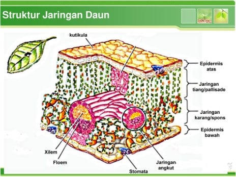 Gambar Struktur Jaringan Pada Daun - KibrisPDR