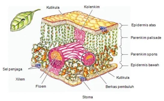 Detail Gambar Struktur Jaringan Pada Daun Nomer 2