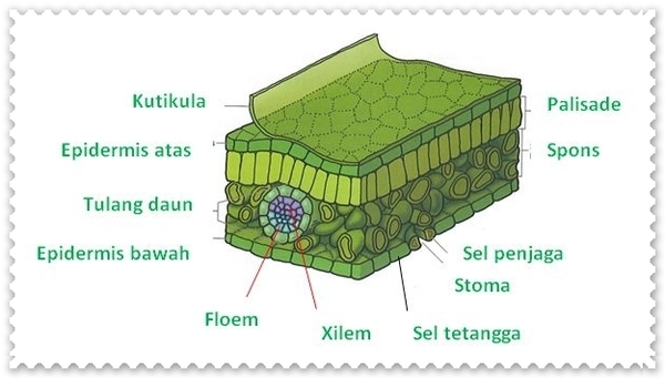 Detail Gambar Struktur Jaringan Pada Daun Nomer 16