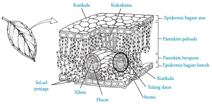 Detail Gambar Struktur Jaringan Pada Daun Nomer 19