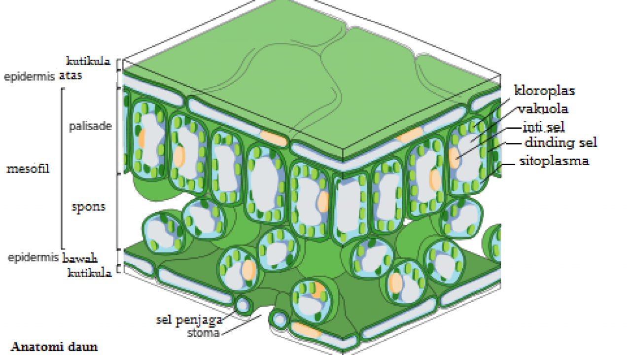 Detail Gambar Struktur Jaringan Pada Daun Nomer 25