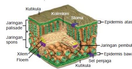 Detail Gambar Struktur Jaringan Pada Daun Nomer 27