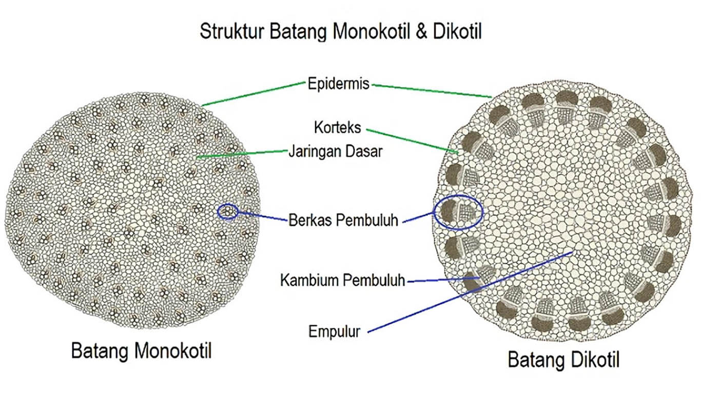 Detail Gambar Struktur Jaringan Pada Daun Nomer 31