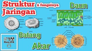 Detail Gambar Struktur Jaringan Pada Daun Nomer 35