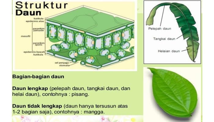 Detail Gambar Struktur Jaringan Pada Daun Nomer 36