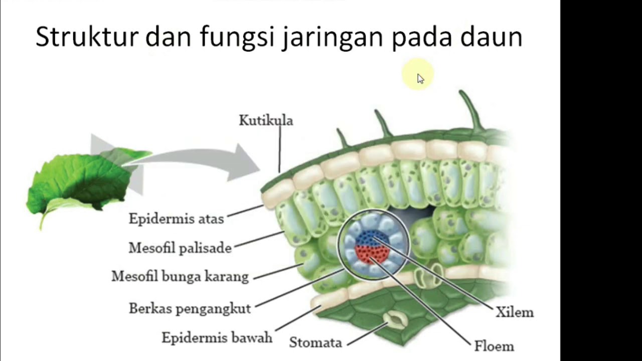 Detail Gambar Struktur Jaringan Pada Daun Nomer 38