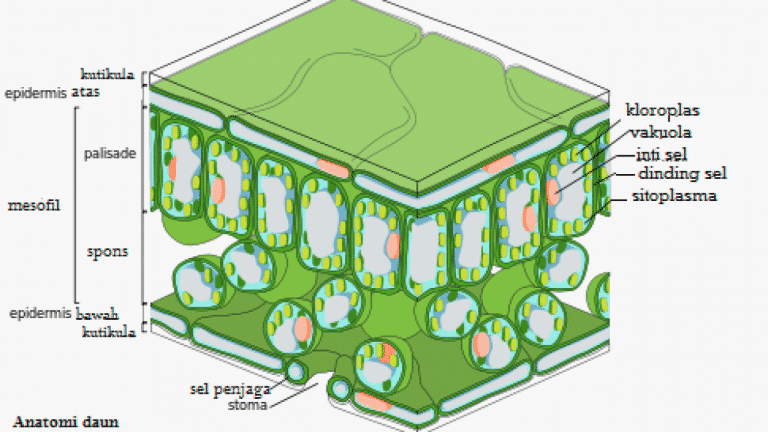 Detail Gambar Struktur Jaringan Pada Daun Nomer 5