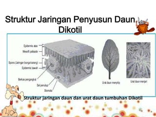 Detail Gambar Struktur Jaringan Pada Daun Nomer 41