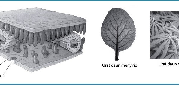 Detail Gambar Struktur Jaringan Pada Daun Nomer 43