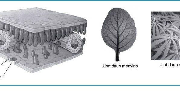 Detail Gambar Struktur Jaringan Pada Daun Nomer 43