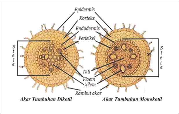 Detail Gambar Struktur Jaringan Pada Daun Nomer 45