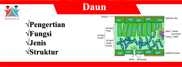 Detail Gambar Struktur Jaringan Pada Daun Nomer 48