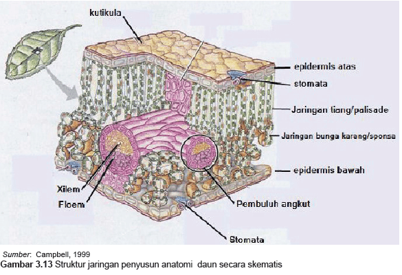 Detail Gambar Struktur Jaringan Pada Daun Nomer 51