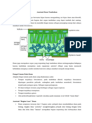 Detail Gambar Struktur Jaringan Pada Daun Nomer 53