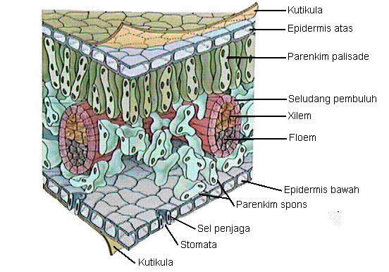 Detail Gambar Struktur Jaringan Pada Daun Nomer 54