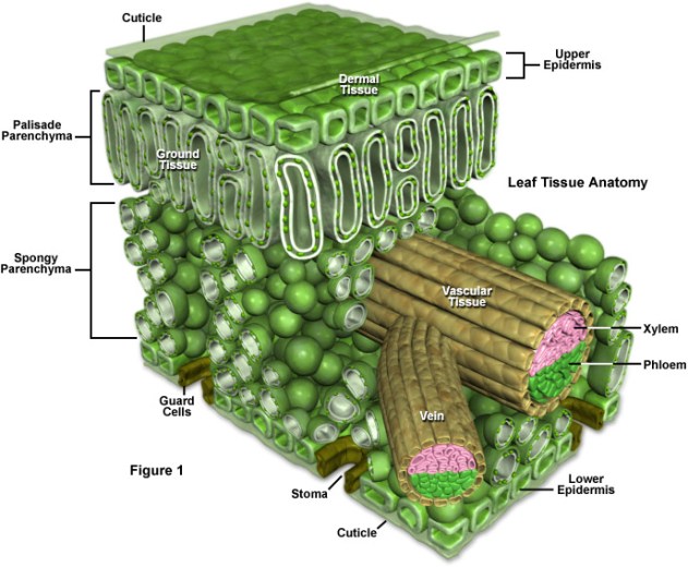 Detail Gambar Struktur Jaringan Pada Daun Nomer 55