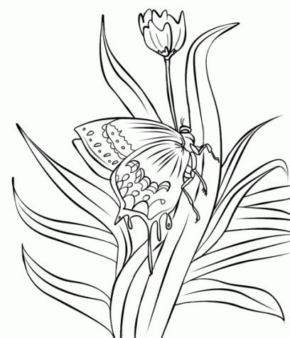 Detail Sketsa Gambar Ragam Hias Bunga Nomer 48
