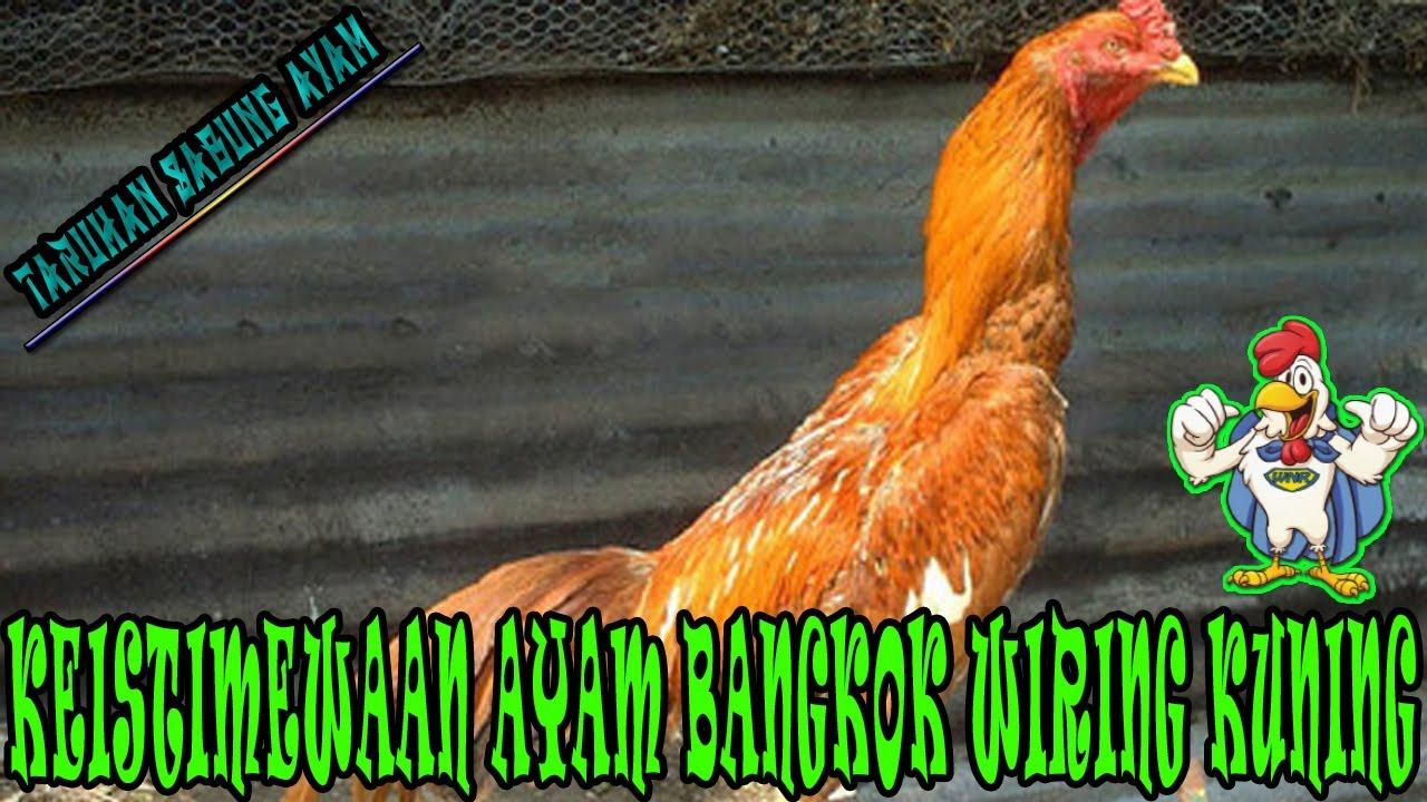 Detail Kelebihan Ayam Wiring Kuning Nomer 48