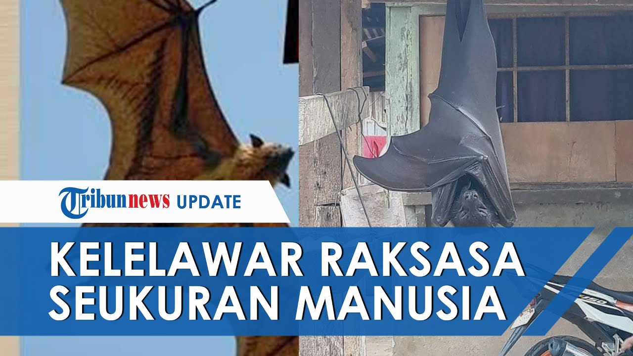 Detail Kelelawar Raksasa Di Indonesia Nomer 9