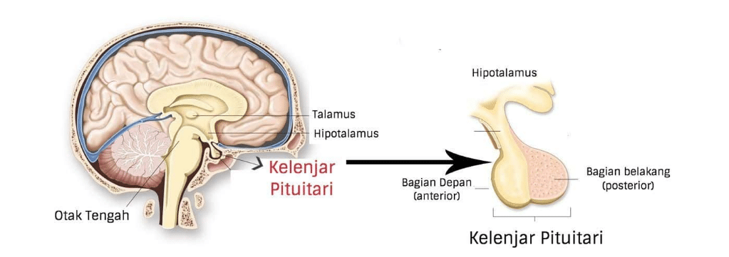 Detail Kelenjar Hiopotalamus Gambar Kelenjar Hipotalamus Ikan Nomer 2