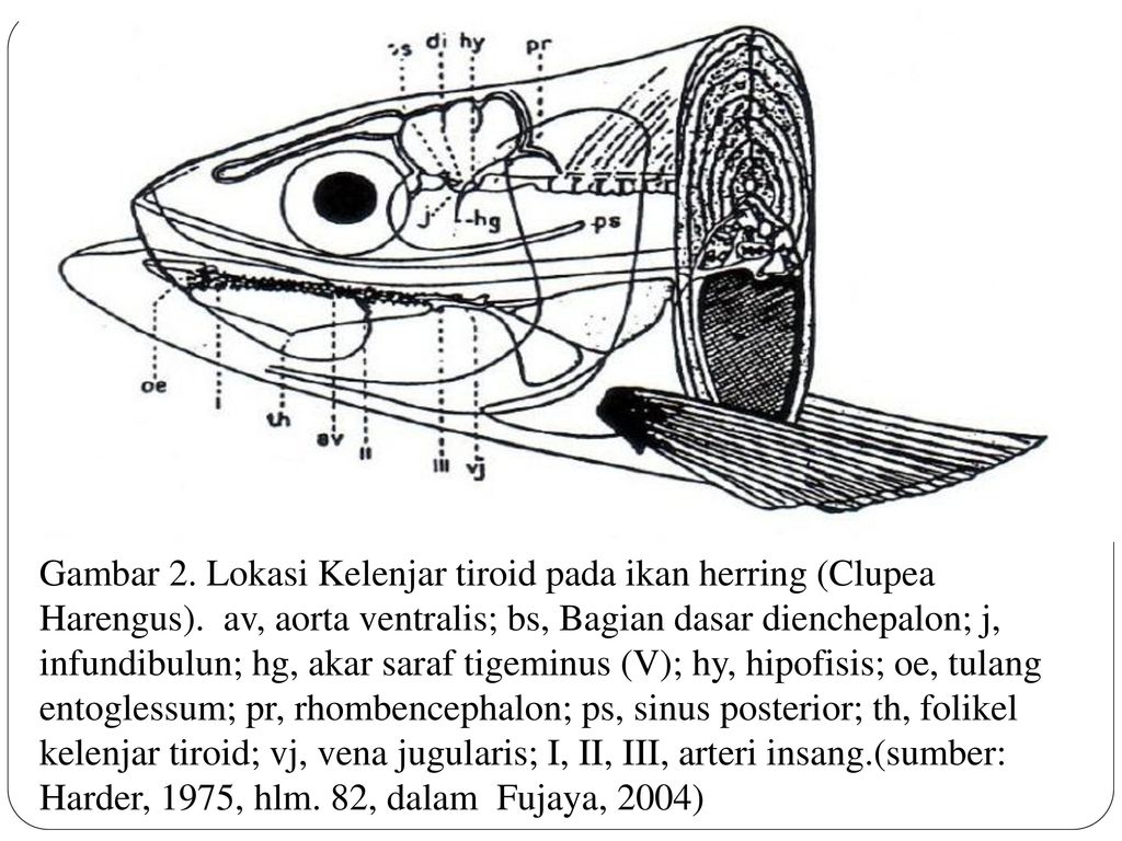 Detail Kelenjar Hiopotalamus Gambar Kelenjar Hipotalamus Ikan Nomer 13